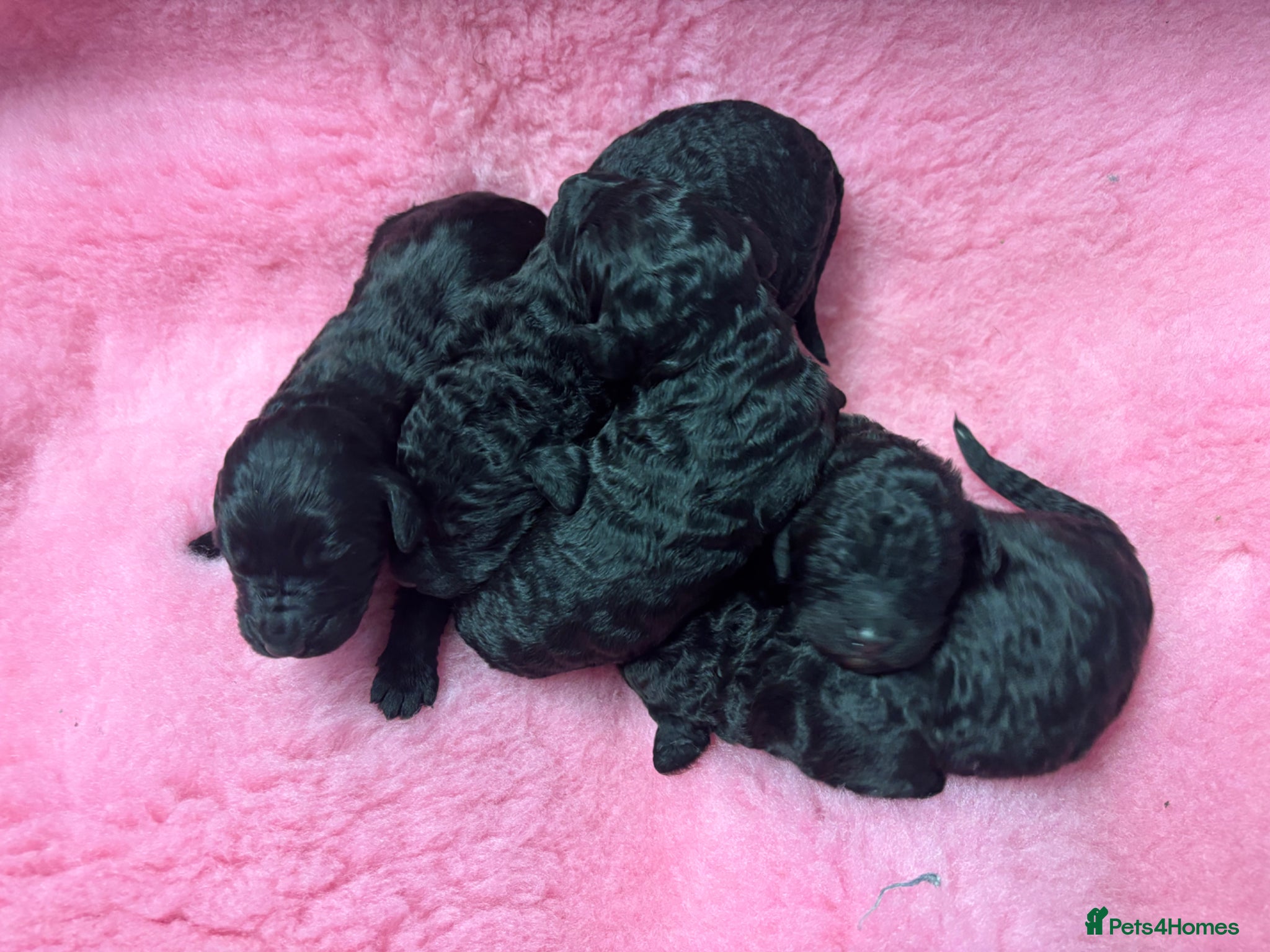 Goldendoodle dogs Beautiful Goldendoodles - Advert 1
