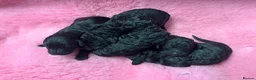 Goldendoodle dogs for sale: Beautiful Goldendoodles - Advert 6