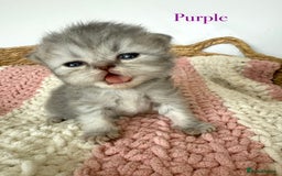 Persian cats for sale: Persians  - Image 5