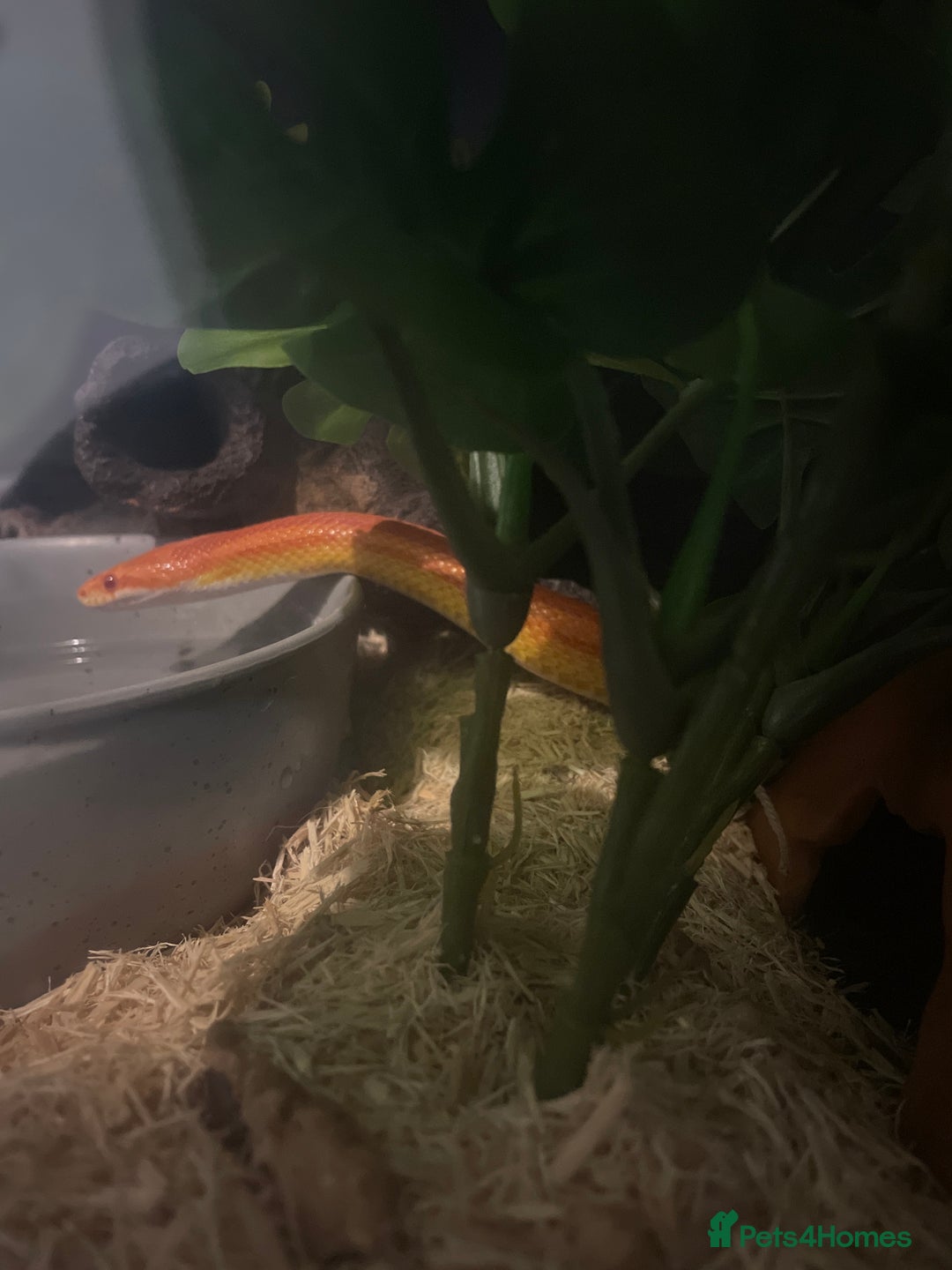 Corn Snake reptiles for sale: Corn snake lava molt  - Advert 3