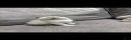 Ragdoll cats for sale: Ragdoll kittens  - Advert 8