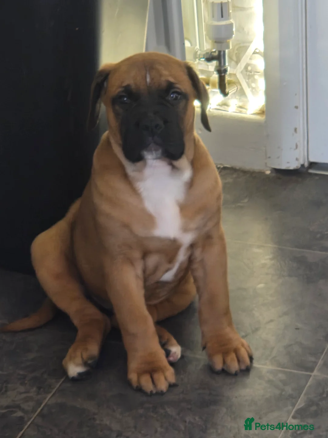 American Bulldog dogs for sale: American bulldog  - Advert 8