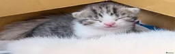 Mixed Breed cats for sale: British shorthair cross kittens - Advert 10