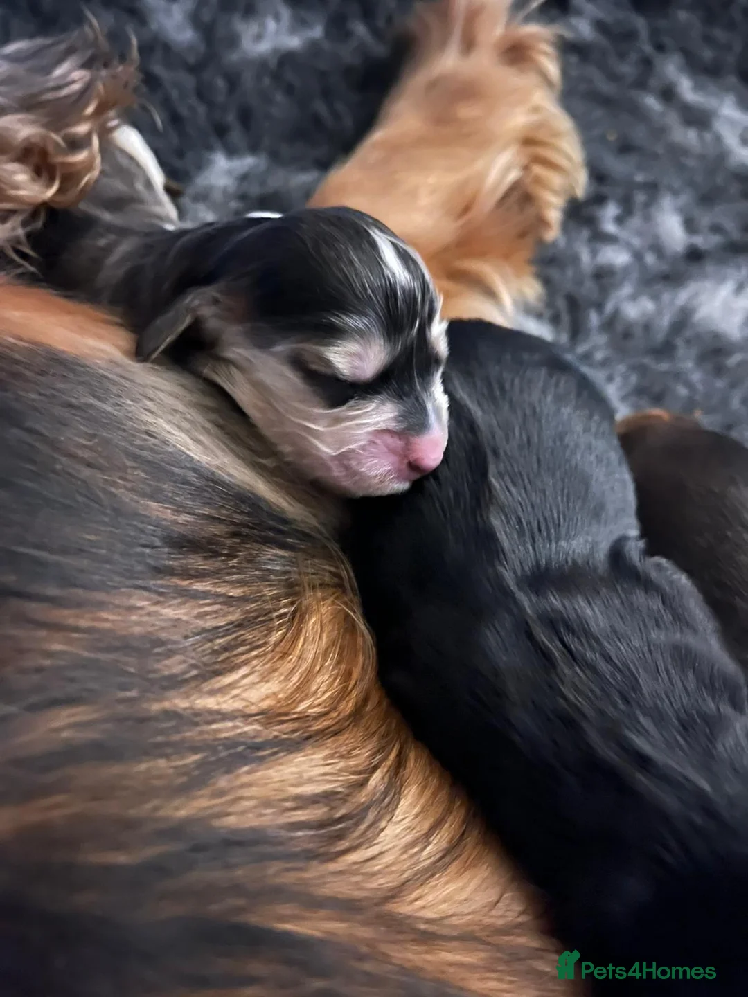Cocker Spaniel dogs for stud: Show cocker health tested stud CHOCOLATE SABLE in Brentwood - Advert 19