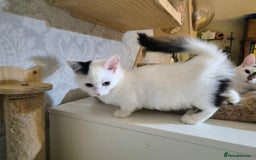 Munchkin cats for sale: Purebred TICA reg. Munchkin kittens ready to go  - Image 26