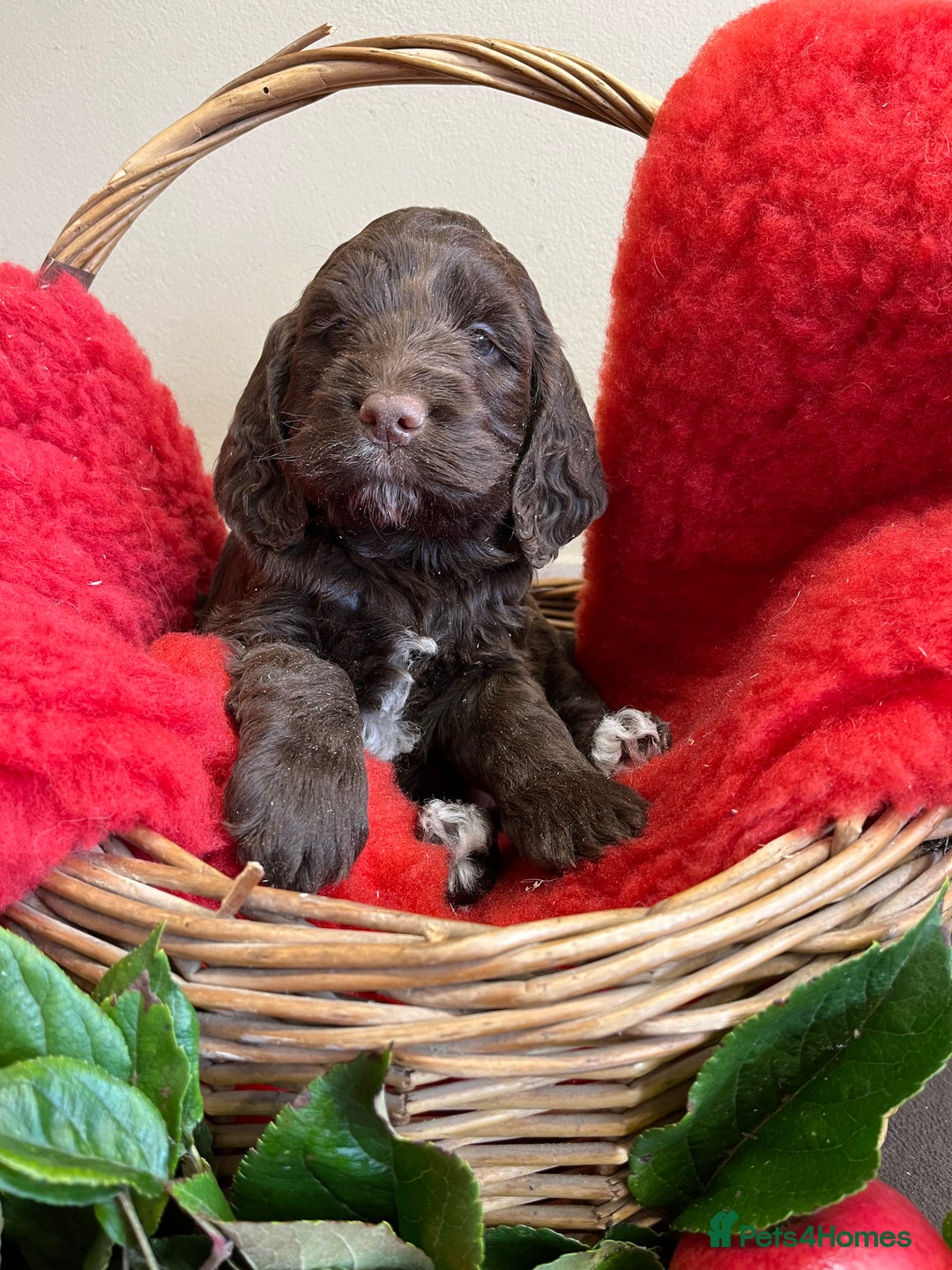 Sproodle dogs for sale: The apple of my eye - Image 13