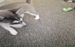 Siberian Husky dogs for sale: 4 lovely husky puppies for sale  - Image 23