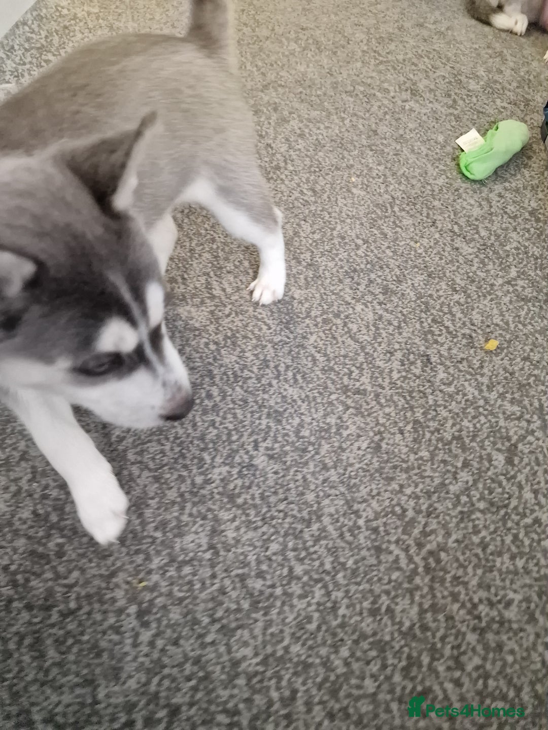 Siberian Husky dogs for sale: 4 lovely husky puppies for sale  - Image 23