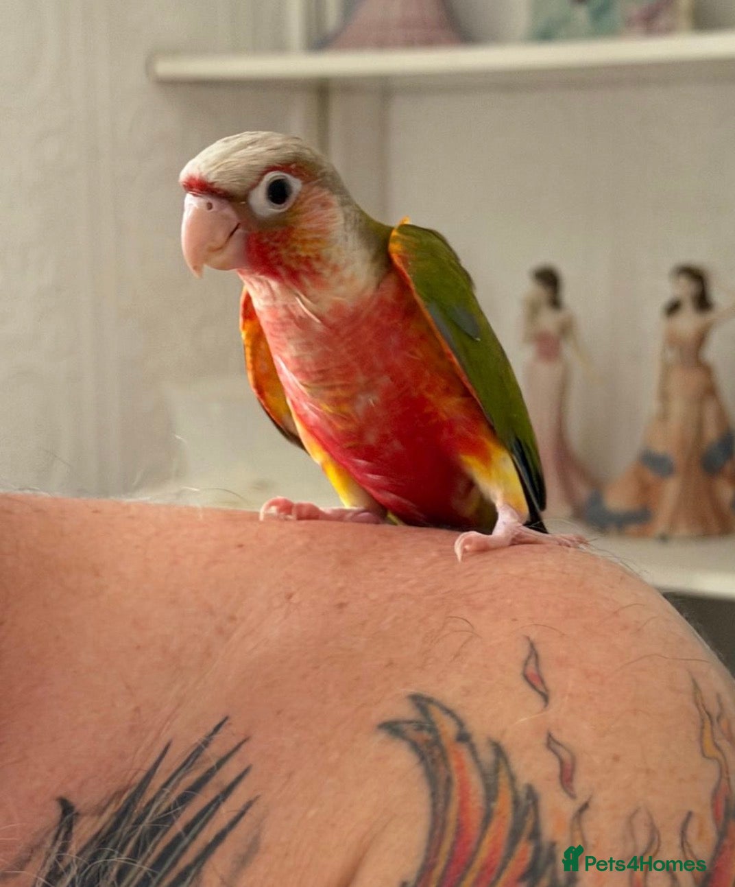Conures birds Baby hand reared conures  - Advert 1