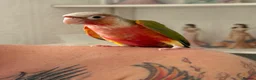 Conures birds for sale: Baby hand reared conures  - Advert 1