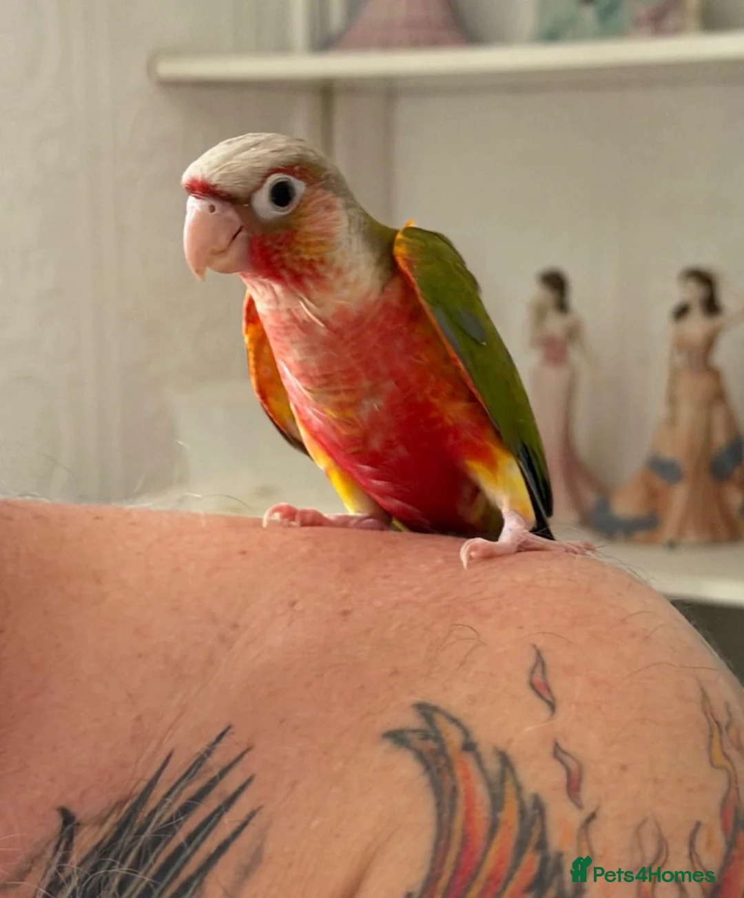 Conures birds for sale: Baby hand reared conures  - Advert 1