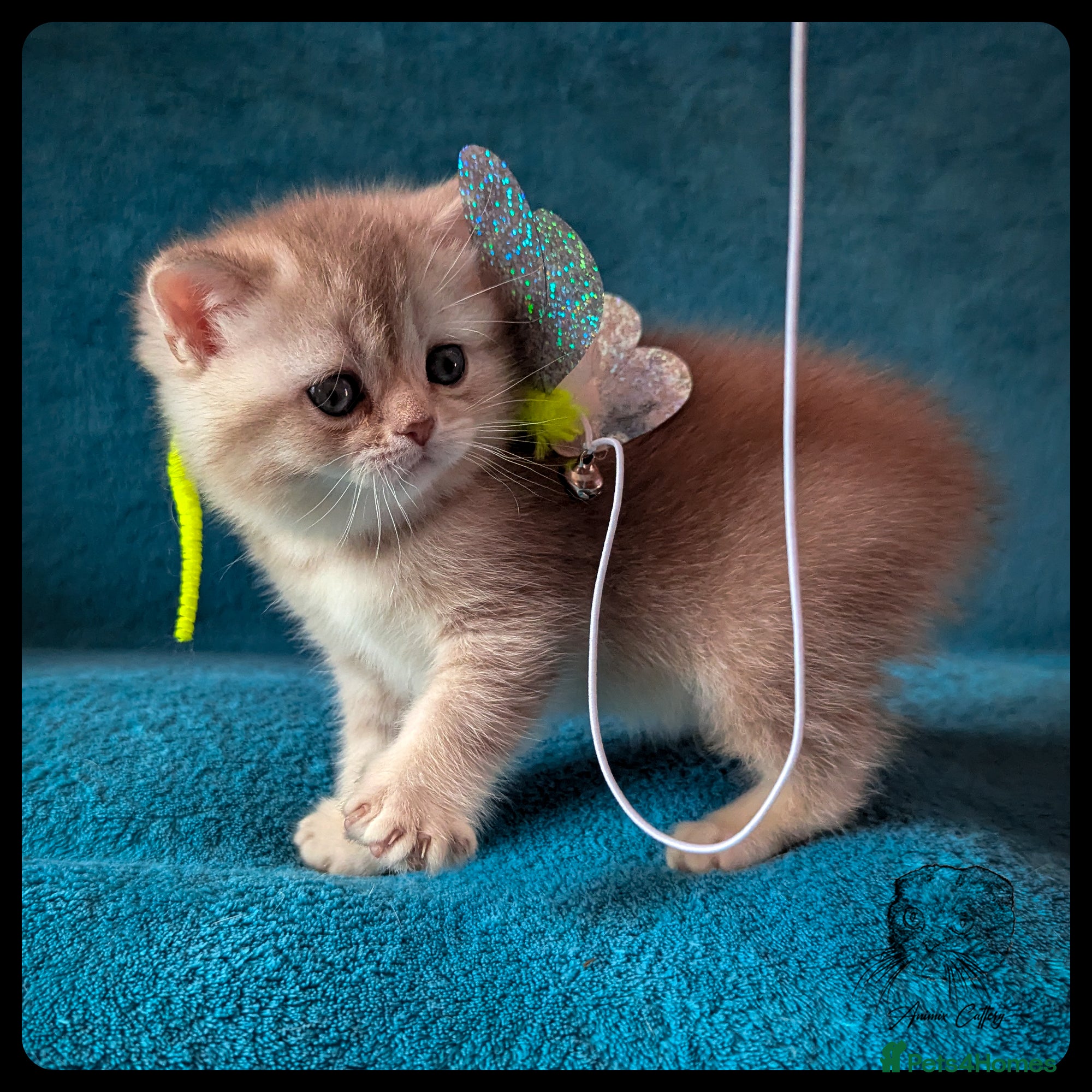 Scottish Fold cats TICA Registered Scottish kittens  - Advert 1