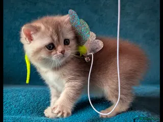 Scottish Fold cats for sale: TICA Registered Scottish kittens - Advert 1