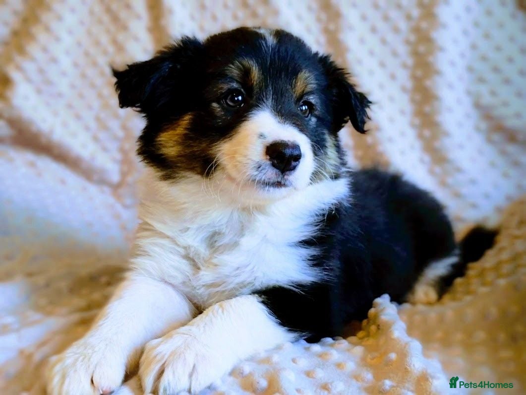 Border Collie dogs Border Collie Puppies Ready Now. - Advert 2