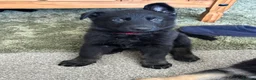 German Shepherd dogs for sale:  German Shepherd puppies - Advert 4