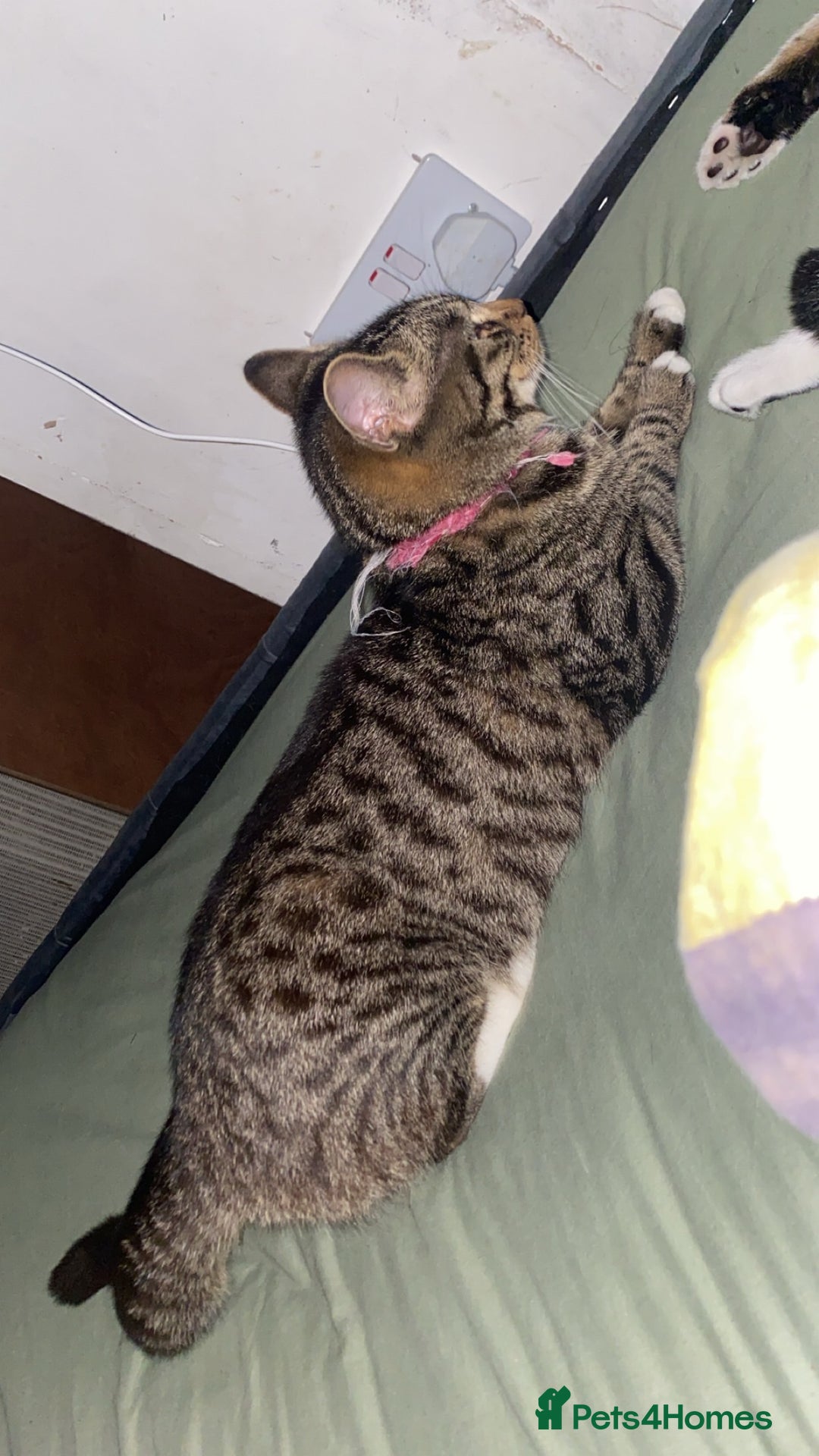 Mixed Breed cats for sale: Kitten  - Advert 1