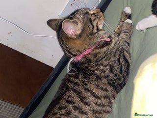 Mixed Breed cats Kitten - Advert 2