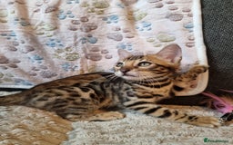 Bengal cats for sale: 🥰✨️2🐆Intelligent Beautiful FullBengal Kittens✨️ in Sutton - Image 29
