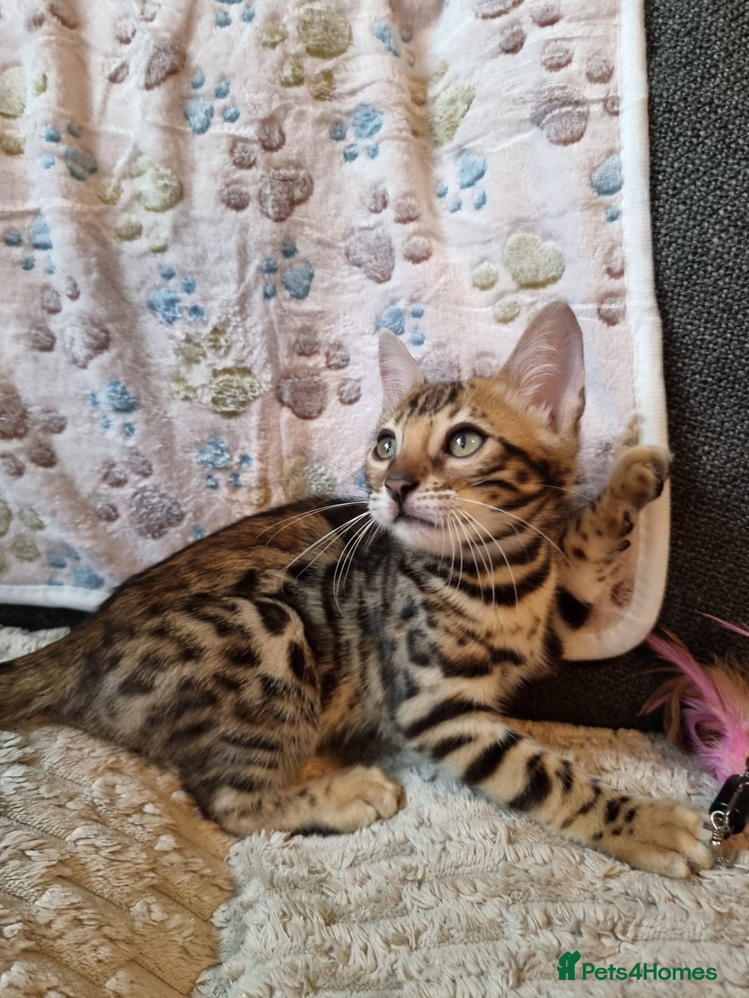 Bengal cats for sale: 🥰✨️2🐆Intelligent Beautiful FullBengal Kittens✨️ in Sutton - Image 29