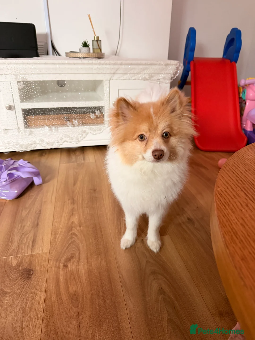 Pomeranian dogs for sale: Foxyy - Advert 1