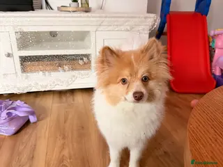 Pomeranian dogs Foxyy - Advert 1
