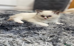 Ragdoll cats for sale: Fully Traceable Traditional Ragdoll Kittens - Advert 14