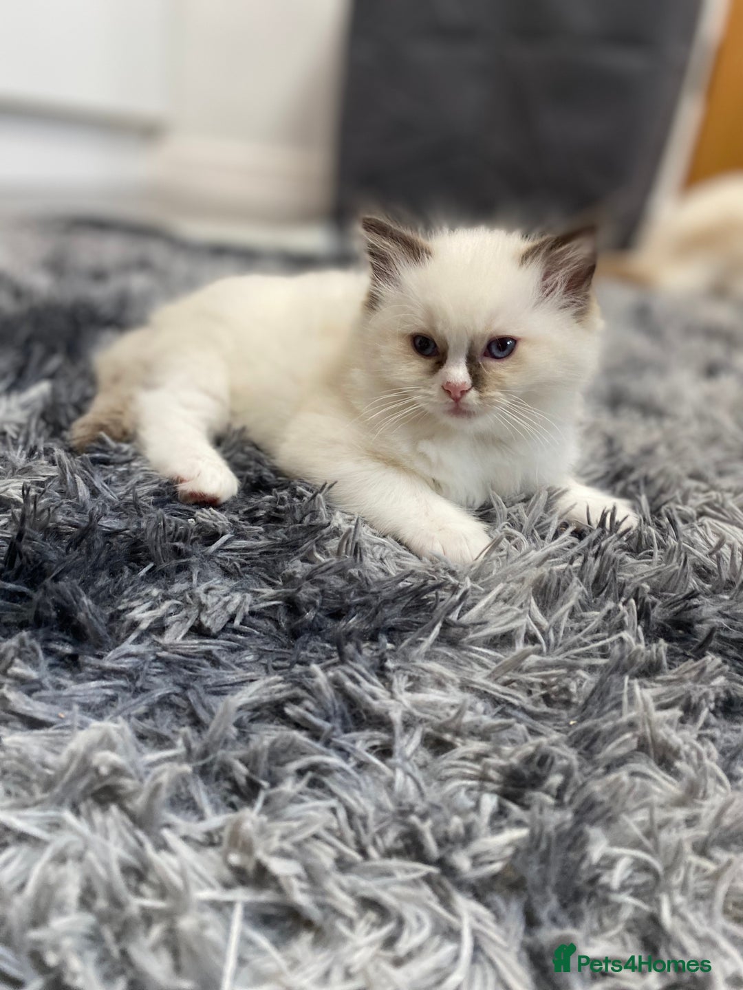 Ragdoll cats for sale: Fully Traceable Traditional Ragdoll Kittens - Advert 14