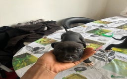 Mixed Breed dogs for sale: Cane corso x staff puppies  - Image 2