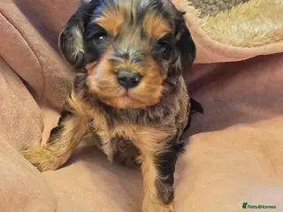 Cockapoo dogs Cockapoo puppies - Advert 4