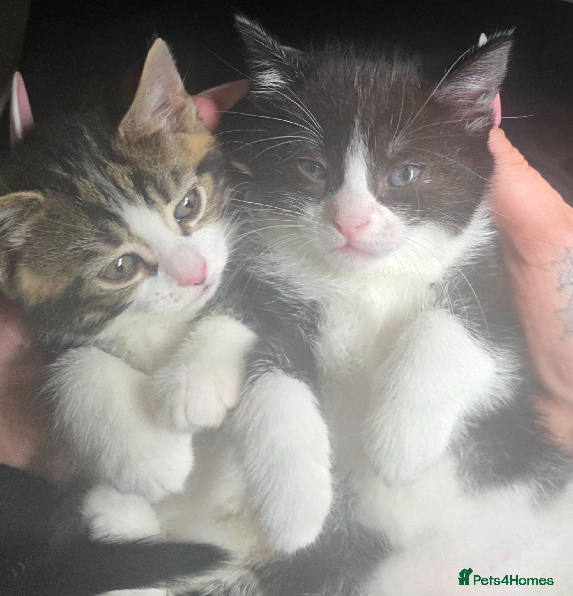 Ragdoll cats 2 female ragdoll x kittens - Advert 2