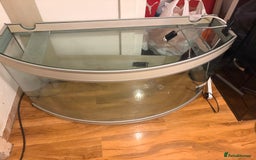 Turtle reptiles for sale: 2 mississippi map turtles and tank - Image 7