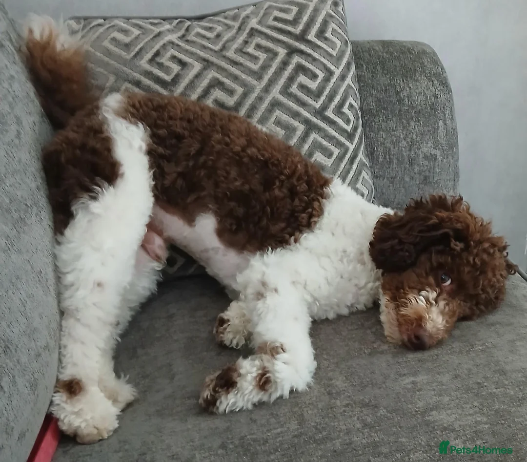 Miniature Poodle dogs for stud: Health Tested Parti poodle *STUD* 🐩🐾 - Advert 11