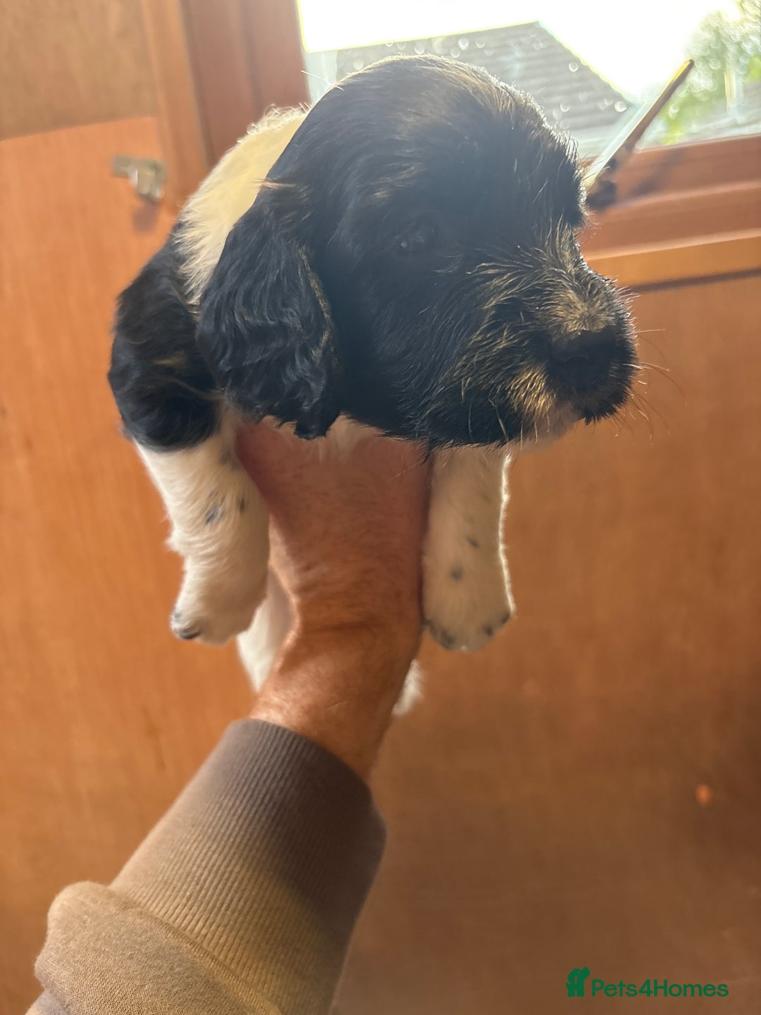 Sprocker dogs for sale: Beautiful Sprocker Spaniel puppies  - Image 10