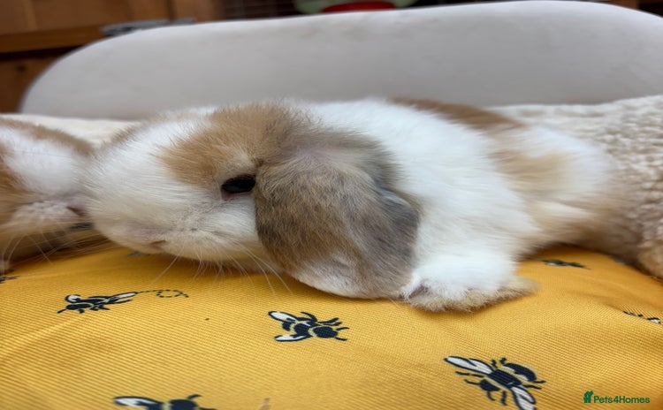 Dwarf Lop rabbits - Advert 1