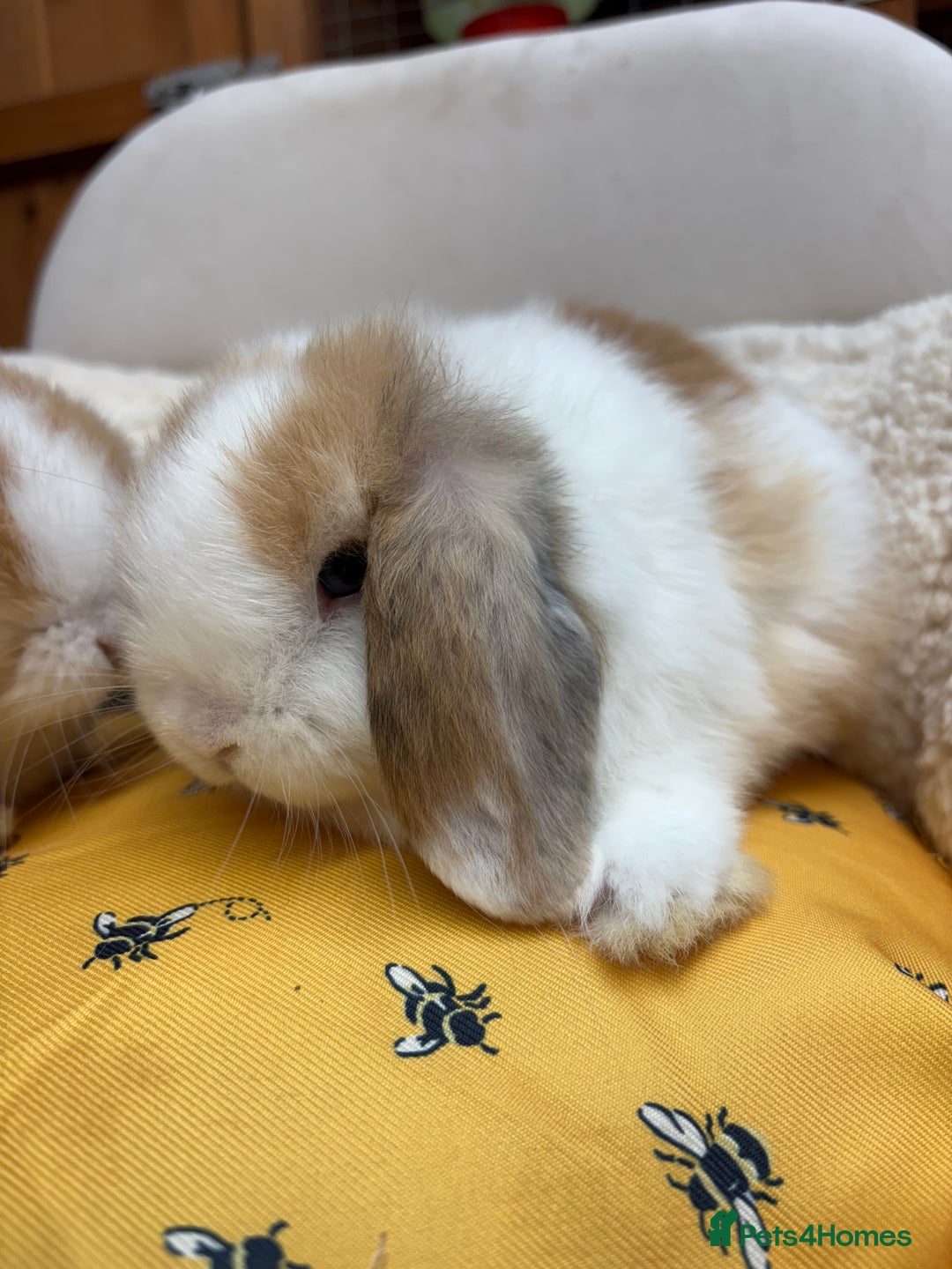 Dwarf Lop rabbits for sale: Stunning friendly dwarf lops  - Image 1