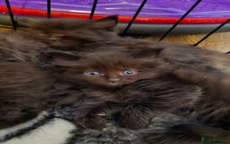 Maine Coon cats for sale: Stunning Maine Coon X  - Image 10