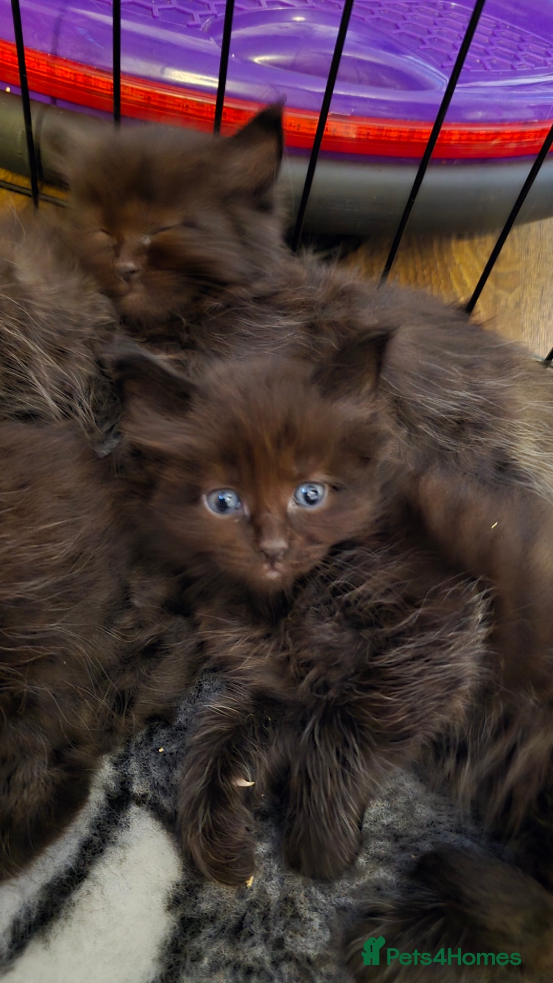 Maine Coon cats for sale: Stunning Maine Coon X  - Image 10