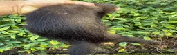 Ferret rodents for sale: Cheeky George Full Angora Hob  - Advert 6