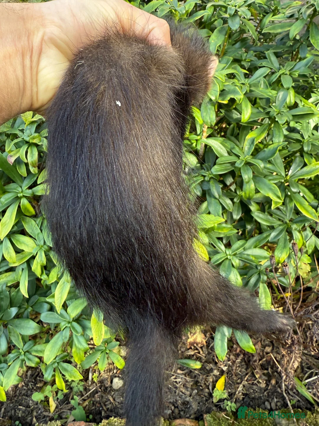 Ferret rodents for sale: Cheeky George Full Angora Hob  - Advert 6