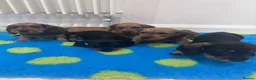 Miniature Dachshund dogs for sale: Miniature dachshund Wirehaired  - Advert 25