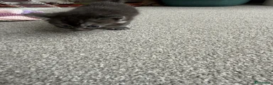 British Shorthair Kitten 4