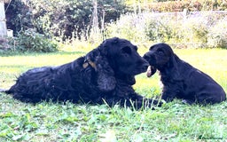 Cocker Spaniel dogs for sale: Beautiful pedigree show type cocker spaniels - Image 11
