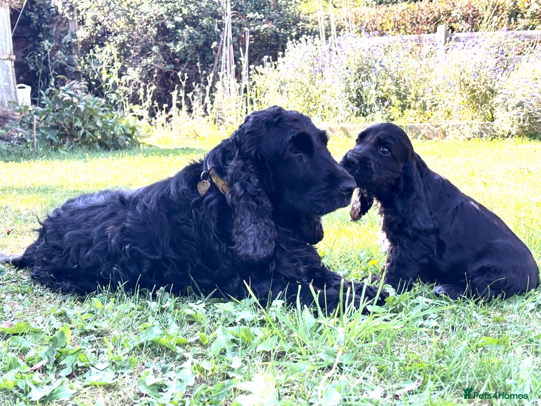 Cocker Spaniel dogs for sale: Beautiful pedigree show type cocker spaniels - Image 11