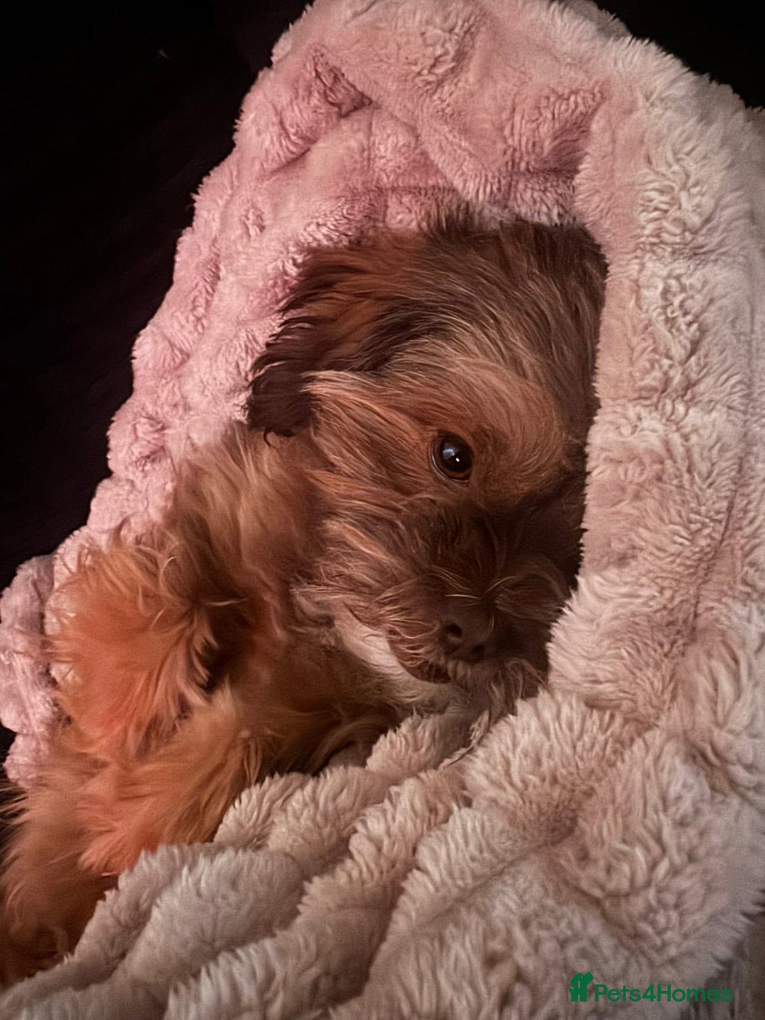 Mixed Breed dogs for sale: Gentle, Child-Friendly Dog Seeking a Loving Home - Advert 3