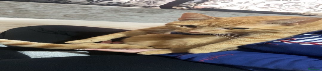 Simba
