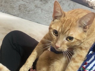 British Shorthair cats - Advert 18