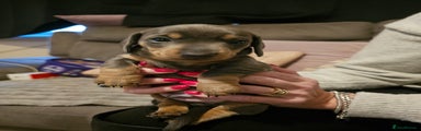 Miniature Dachshund Puppy 2