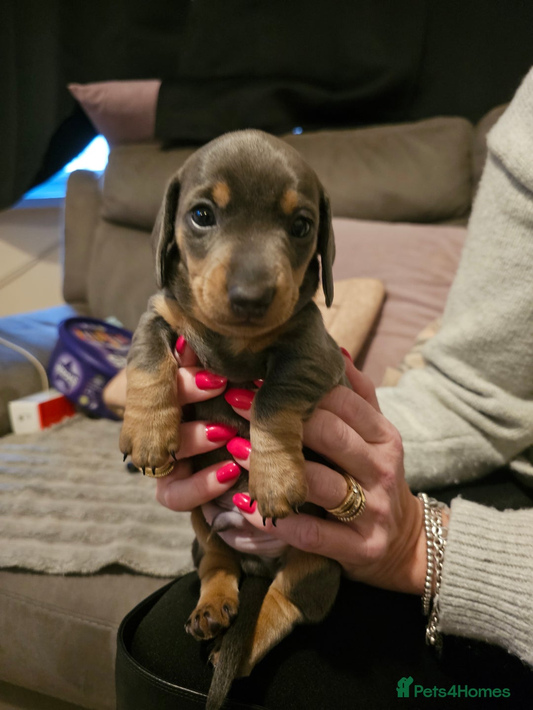 Miniature Dachshund dogs for sale: Beautiful miniature dachshund pups - Advert 2