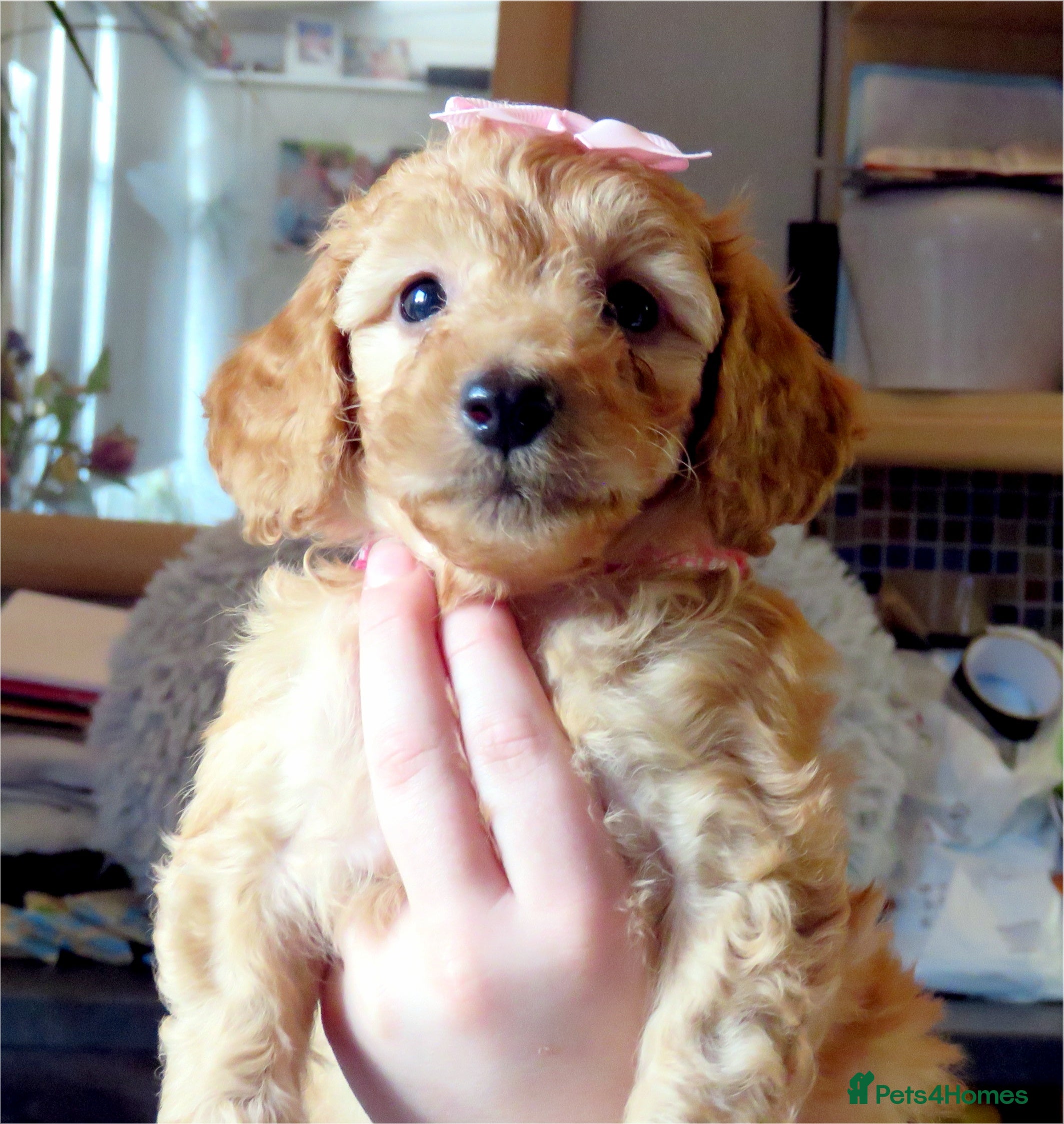 Cockapoo dogs Beautiful DNA Health tested Cockapoos - Advert 17