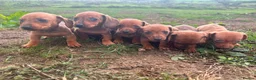 Dachshund dogs for sale: Dachshund puppies stunning red dapple   in Whitby - Advert 4